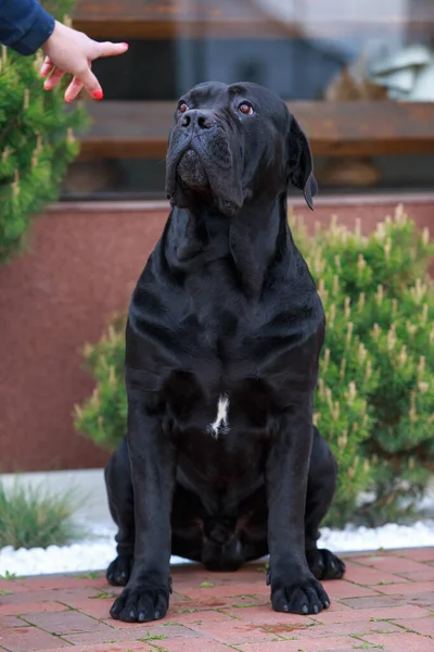 beautiful large dog of breed cane corso performs a command