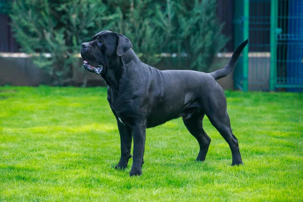 beautiful large dog of breed cane corso italiano stands in the garden on green grass