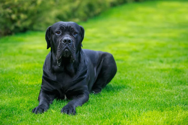Vacker Stor Hund Sockerrör Corso Italiano Ras Ligger Trädgården Grönt — Stockfoto