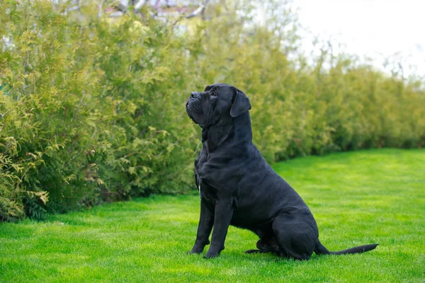 Vacker Stor Hund Ras Sockerrör Corso Italiano Sitter Trädgården Grönt — Stockfoto