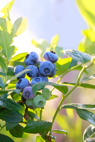 stock image Bush with ripe blueberries close up on a sunny day