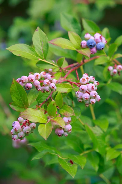 美丽的浆果灌木 绿色的蓝莓近处 — 图库照片