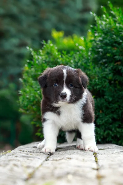 庭の小さな子犬の品種ボーダーコリー — ストック写真