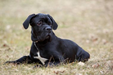 Bir sonbahar parkının arka planında köpek çiftliği kamışı.