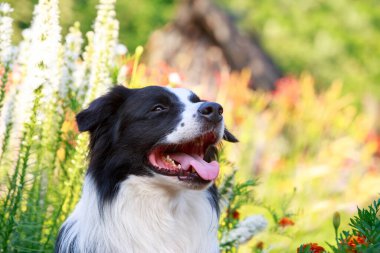 Çiçeklerin arka planında bir çoban köpeği portresi