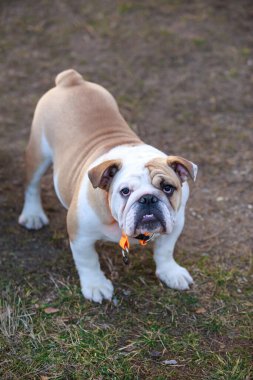 güzel şampiyonu erkek İngilizce bulldog ayakta çim