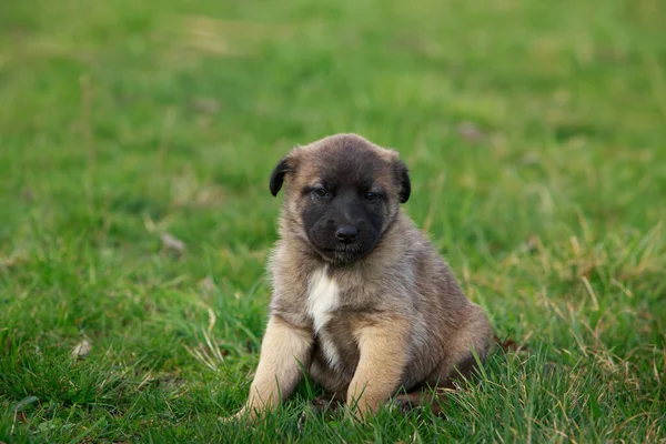 Small puppy breed Alabai on a background of green grass