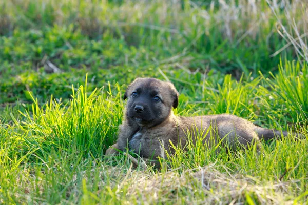 Kleine Puppy Ras Alabai Een Achtergrond Van Groen Gras — Stockfoto