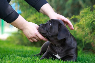 Baston Corso italiano köpek yavrusu yeşil çimlerin üzerinde yatıyor