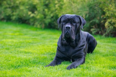 Güzel büyük köpek kamışı Corso italiano cinsi yeşil çimlerin üzerinde yatıyor.
