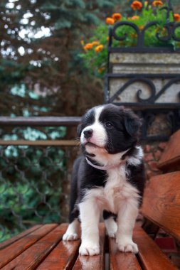 Küçük köpek yavrusu Border Collie tahta bir bankta duruyor