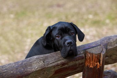 Köpek soyu kamışı Corso sonbahar parkında bir bankta oturur.