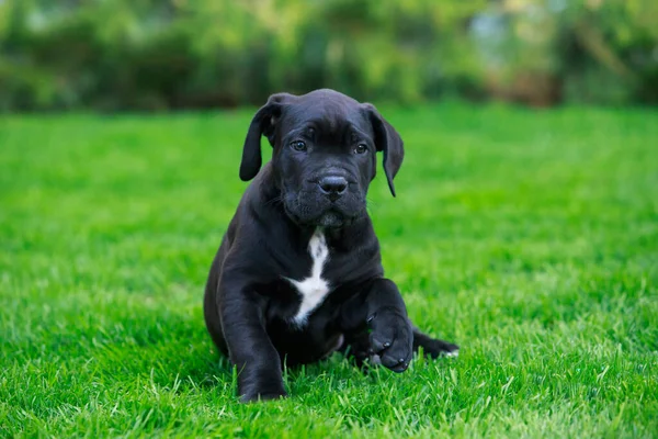 杖コルソイタリアの子犬が緑の草の上に座り — ストック写真