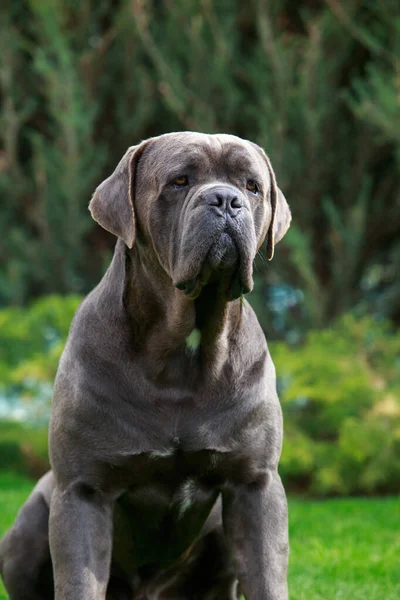 Piękny Duży Pies Rasy Trzcina Corso Italiano Siedzi Ogrodzie Zielonej — Zdjęcie stockowe
