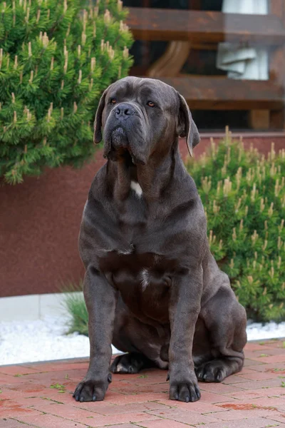 Beautiful Big Dog Breed Cane Corso Sits Decorative Garden — Stock Photo, Image