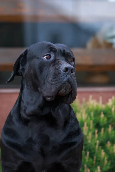 Cins Bastonlu Güzel Büyük Köpek Corso Italiano Yaklaş — Stok fotoğraf