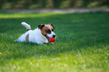 Köpek yavrusu Jack Russell Terrier yeşil çimlerin üzerinde top ile