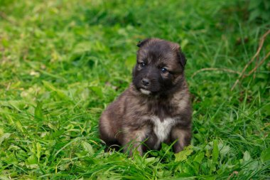 Alabai 'de küçük bir yavru köpek.