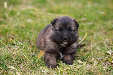 Alabai 'de küçük bir yavru köpek.