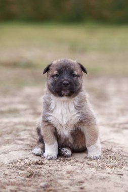 Alabai 'de küçük bir yavru köpek.
