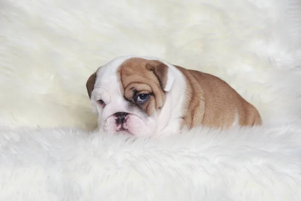 Close Engelse Bulldog Puppy Een Bontdeken — Stockfoto