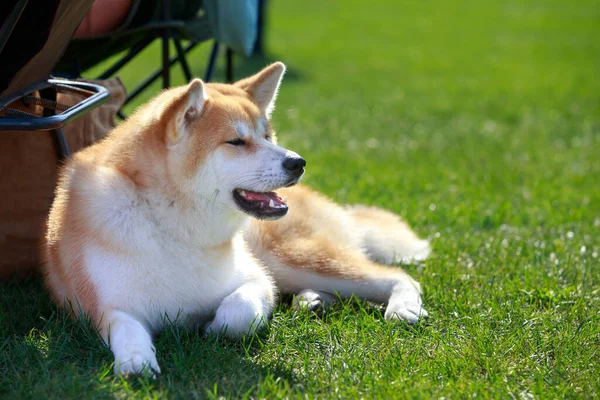 犬の品種秋田犬は緑の芝生の上に横たわる — ストック写真