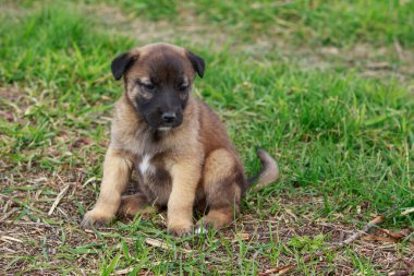 Küçük köpek yavrusu Alabai 'de yeşil çimenlerin üzerinde