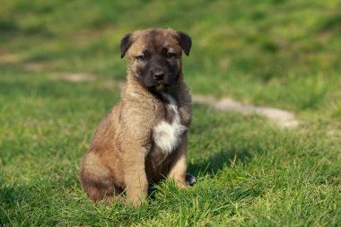 Küçük köpek yavrusu Alabai 'de yeşil çimenlerin üzerinde