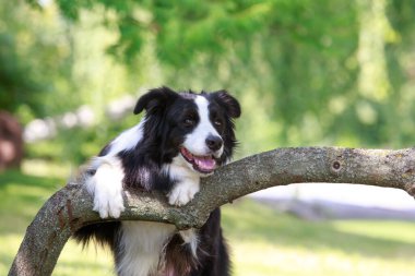 Köpek ırkı Collie bahçede.