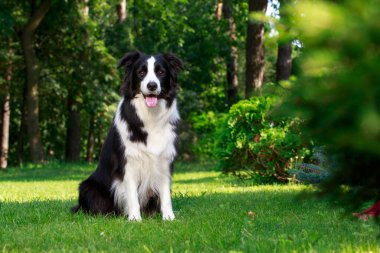 Köpek ırkı Collie bahçede oturuyor.