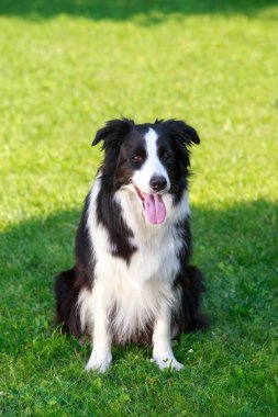 Köpek ırkı Collie bahçede oturuyor.