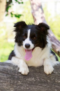 Bir ağaç gövdesinde köpek cinsi bir çoban köpeği.