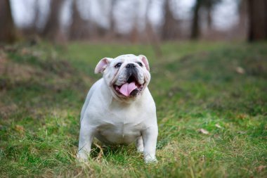 güzel şampiyonu erkek İngilizce bulldog ayakta çim