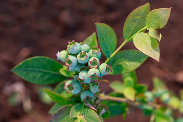 stock image Beautiful berries bush with green blueberries close up