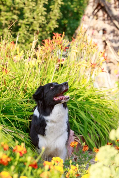 stock image Dog breed Border Collie sitting in the garden