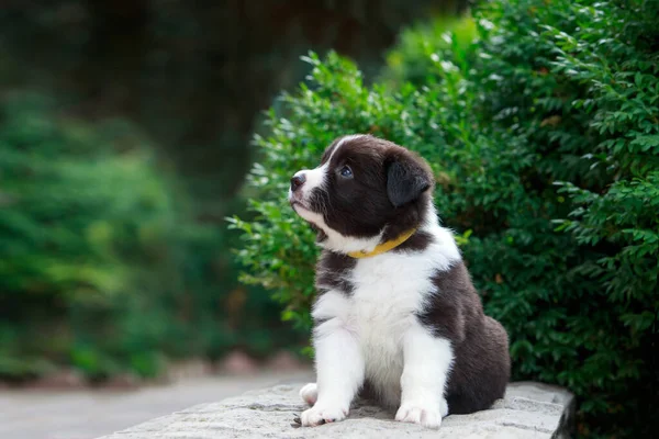 Anjing Kecil Berkembang Biak Perbatasan Collie Taman Stok Gambar Bebas Royalti