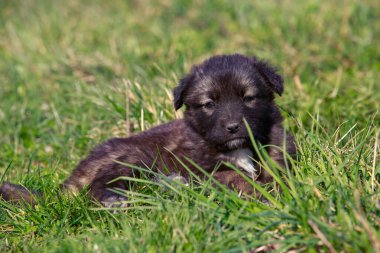 Küçük köpek yavrusu Alabai 'de yeşil çimenlerin üzerinde