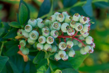 Yeşil yaban mersinli güzel böğürtlenler