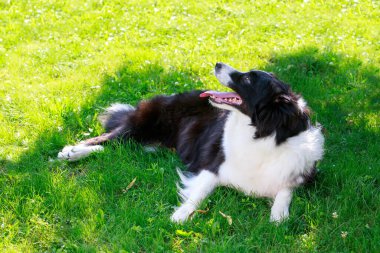 Köpek cins Border Collie yeşil çimlerin üzerinde yatıyor.