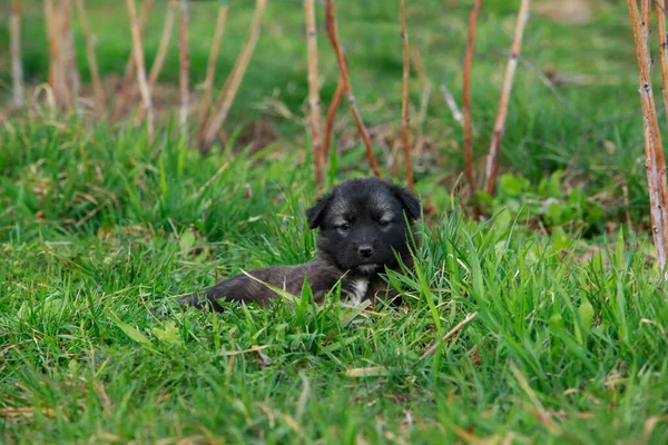 stock image Small puppy breed Alabai on a background of green grass