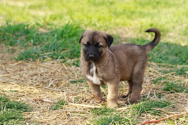 Alabai Küçük Bir Köpek Yavrusu — Stok fotoğraf