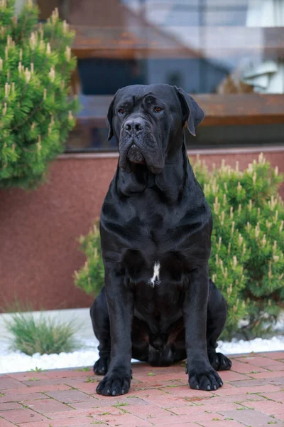 Gyönyörű Nagy Kutya Fajta Nád Corso Italiano Közelről — Stock Fotó