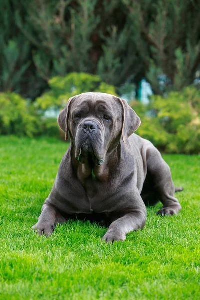 Piękny Duży Pies Trzcina Corso Italiano Rasa Leżąca Ogrodzie Zielonej — Zdjęcie stockowe