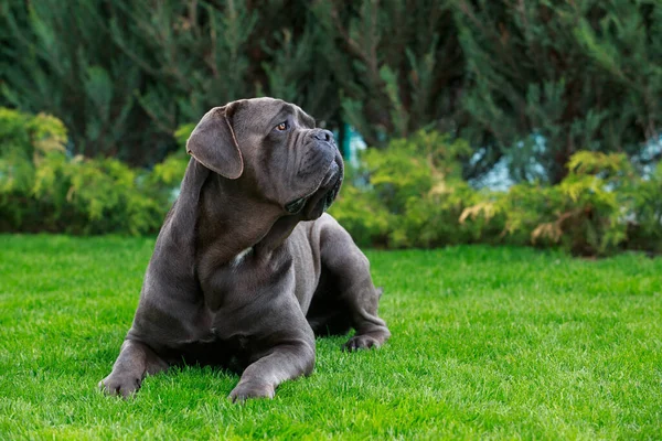 緑の芝生の上の庭に横たわる美しい大きな犬の杖コルソ イタリアーノの品種 — ストック写真