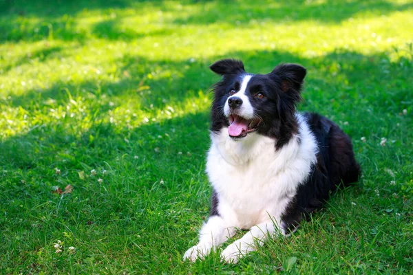 Pies Rasy Border Collie Leżące Ogrodzie Zielonej Trawie — Zdjęcie stockowe