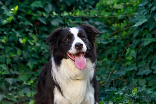 犬の品種ボーダーコリー緑のツタの背景を背景に公園に座って — ストック写真