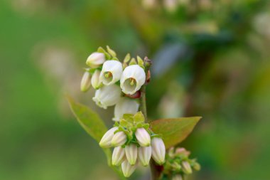 Çalılıklarda güzel beyaz yabanmersini tomurcukları