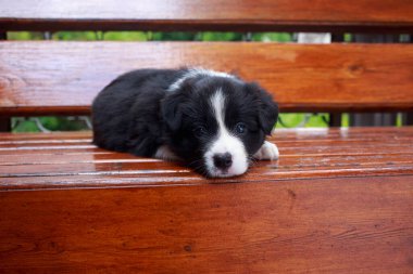 Küçük köpek yavrusu, Collie 'nin yakın çekimi ahşap bankta yatıyor.