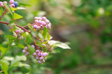 Yeşil yaban mersinli güzel böğürtlenler