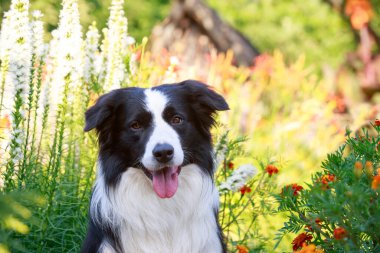 Çiçeklerin arka planında bir çoban köpeği portresi